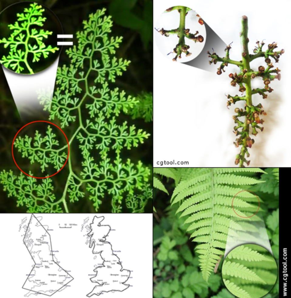 부분을 확대하면 전체와 비슷한 모양이 반복되는 도형 예시