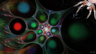 디지털거미줄(Digital spider web)