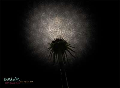 민들레(dandelion) 갓털