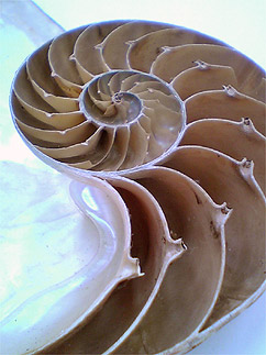 The Golden Ratio or Golden Section
